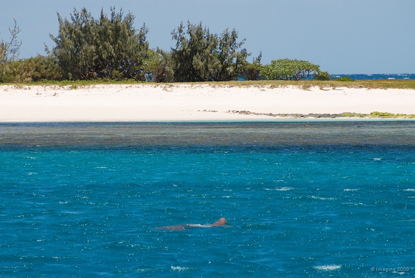 11.04- Un dugong nage devant Mbe Kouen.JPG